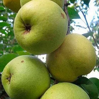 Груша РОГНЕДА  Груша РОГНЕДА в Видном