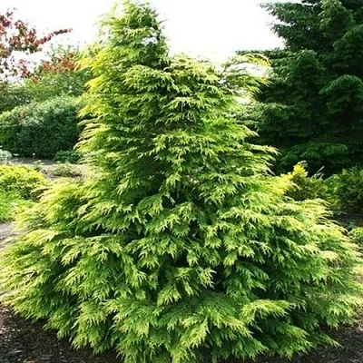 Кипарисовик САНКИСТ лавсона  Кипарисовик САНКИСТ лавсона в Видном