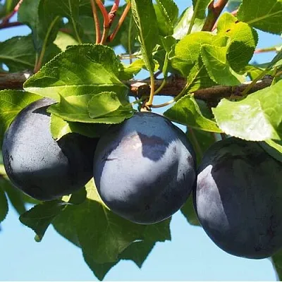 Слива ВОЛАТ  Слива ВОЛАТ в Видном