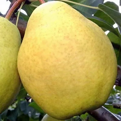 Груша ОСЕННИЙ ВЕЛИКАН  Груша ОСЕННИЙ ВЕЛИКАН в Видном