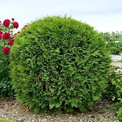 Туя ВУДВАРДИ западная в Видном