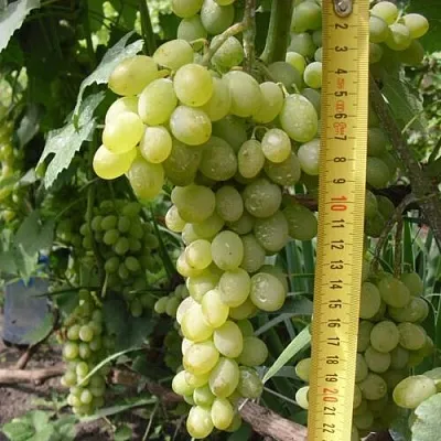 Виноград АНАНАСНЫЙ РАННИЙ  Виноград АНАНАСНЫЙ РАННИЙ в Видном