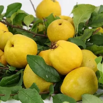 Айва ЯПОНСКАЯ  Айва ЯПОНСКАЯ в Видном