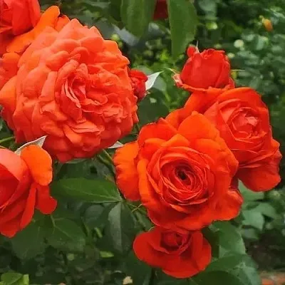 Саженцы роз МАЙНТАУЭР плетистая  Саженцы роз МАЙНТАУЭР плетистая в Видном