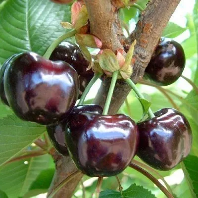 Черешня МУСКАТНАЯ в Видном