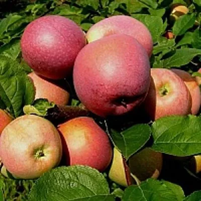 Яблоня СЛАВА ПОБЕДИТЕЛЯМ в Видном