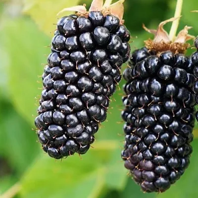 Ежевика КОЛАМБИЯ ГИГАНТ бесшипная  Ежевика КОЛАМБИЯ ГИГАНТ бесшипная в Видном