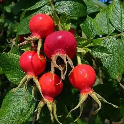 Шиповник ВИТАМИННЫЙ ВНИВИ  Шиповник ВИТАМИННЫЙ ВНИВИ в Видном