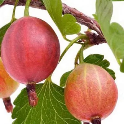 Крыжовник ЯРКИЙ  Крыжовник ЯРКИЙ в Видном