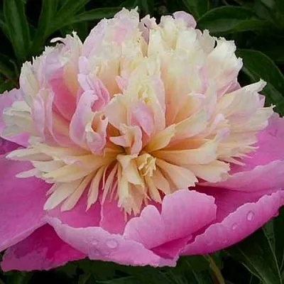 Пион ВЕСЕННЯЯ ПАЛИТРА травянистый  Пион ВЕСЕННЯЯ ПАЛИТРА травянистый в Видном