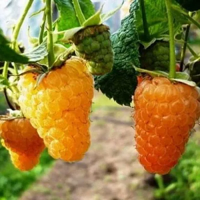 Малина ОРАНЖЕВОЕ ЧУДО  Малина ОРАНЖЕВОЕ ЧУДО в Видном