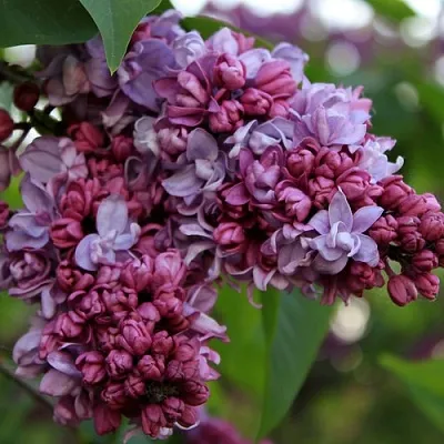 Сирень П.П.КОНЧАЛОВСКИЙ в Видном