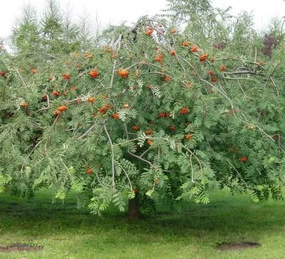 Рябина ПЛАКУЧАЯ сладкоплодная — описание сорта Рябина ПЛАКУЧАЯ сладкоплодная в Видном
