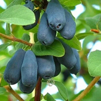 Жимолость съедобная ЮГАНА  Жимолость съедобная ЮГАНА в Видном