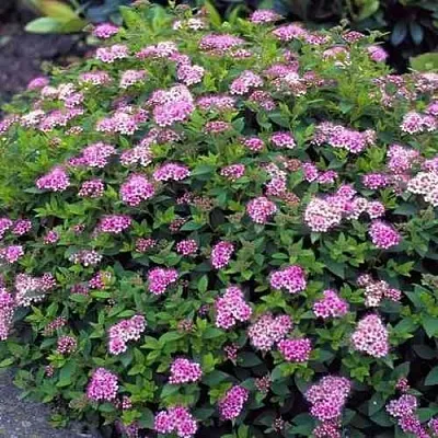 Спирея ЛИТЛ ПРИНЦЕСС японская  Спирея ЛИТЛ ПРИНЦЕСС японская в Видном