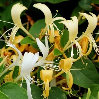 Жимолость ХАЛЛИАНА японская (Хелиана)  Жимолость ХАЛЛИАНА японская (Хелиана) в Видном