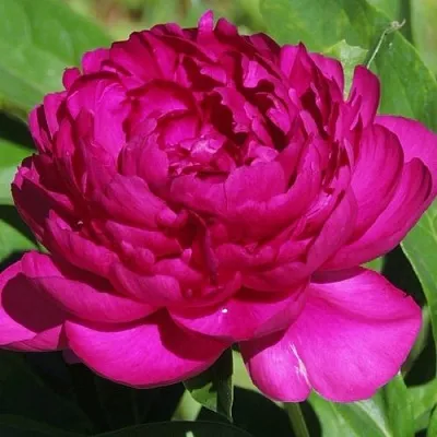 Пион БАРХАТ НОЧИ травянистый  Пион БАРХАТ НОЧИ травянистый в Видном