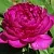 Пион БАРХАТ НОЧИ травянистый в Видном