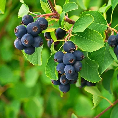 Ирга КОЛОСИСТАЯ  Ирга КОЛОСИСТАЯ в Видном