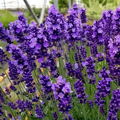 Лаванда ХИДКОТ БЛЮ узколистная  Лаванда ХИДКОТ БЛЮ узколистная в Видном