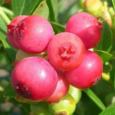 Голубика ПИНК ЛИМОНАД  Голубика ПИНК ЛИМОНАД в Видном