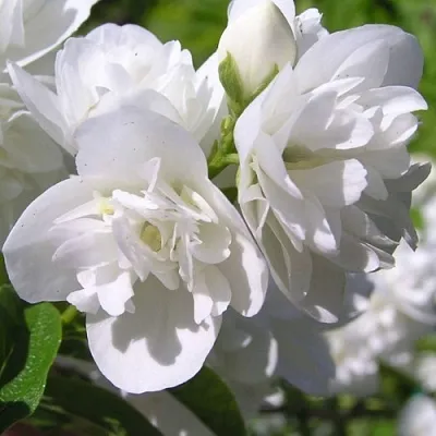 Жасмин ЖИРАНДОЛЬ  Жасмин ЖИРАНДОЛЬ в Видном