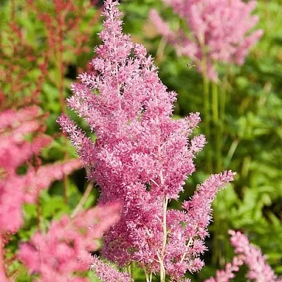 Астильба РЕЙНЛЕНД японская  Астильба РЕЙНЛЕНД японская в Видном