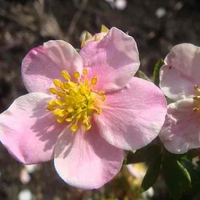Лапчатка ПИНК КВИН кустарниковая  Лапчатка ПИНК КВИН кустарниковая в Видном
