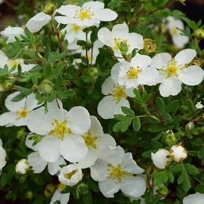 Лапчатка АББОТСВУД кустарниковая  Лапчатка АББОТСВУД кустарниковая в Видном