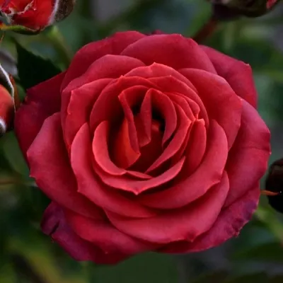 Саженцы роз ЧОКОЧИНО спрей  Саженцы роз ЧОКОЧИНО спрей в Видном