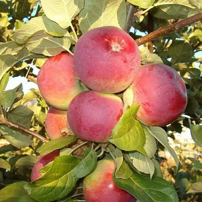 Яблоня ОРЛИК в Видном