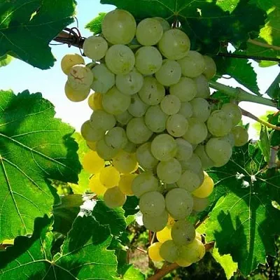 Виноград КИШМИШ МУСКАТНЫЙ  Виноград КИШМИШ МУСКАТНЫЙ в Видном