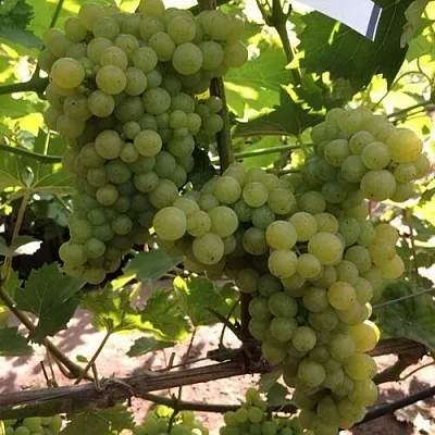 Виноград КИШМИШ 311  Виноград КИШМИШ 311 в Видном