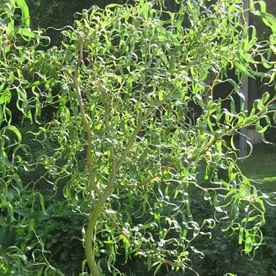 Ива МАТСУДАНА в Видном