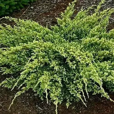 Можжевельник ДРИМ ДЖОЙ чешуйчатый в Видном