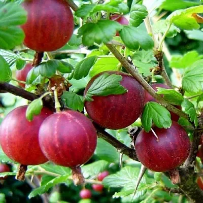 Крыжовник КОНСУЛ  Крыжовник КОНСУЛ в Видном