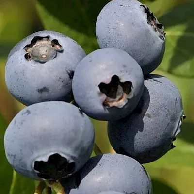 Голубика ЧАНДЛЕР  Голубика ЧАНДЛЕР в Видном