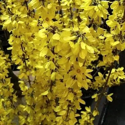 Форзиция ГОЛДРАУШ  Форзиция ГОЛДРАУШ в Видном