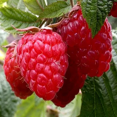 Малина КВЕЛЛИ  Малина КВЕЛЛИ в Видном