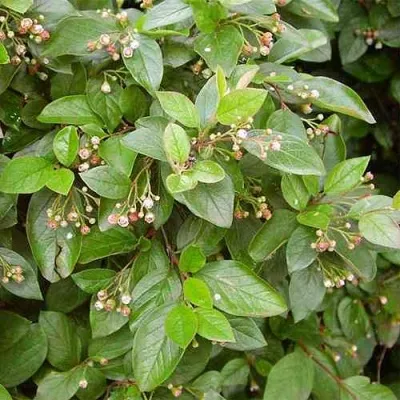 Кизильник блестящий в Видном