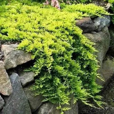 Можжевельник ГОЛДЕН КАРПЕТ горизонтальный в Видном