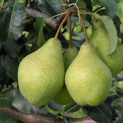 Груша ОРЛОВСКАЯ ЛЕТНЯЯ  Груша ОРЛОВСКАЯ ЛЕТНЯЯ в Видном