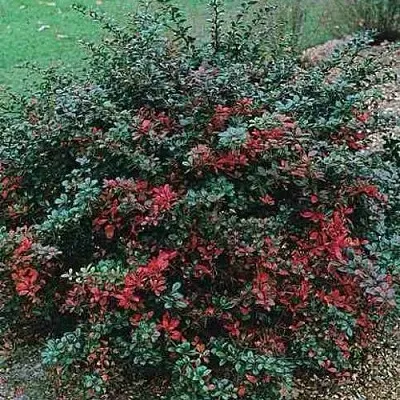 Барбарис РЕД ДЖЕВЕЛ средний   Барбарис РЕД ДЖЕВЕЛ средний  в Видном