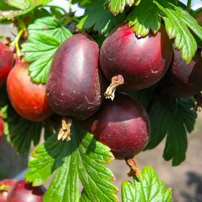 Крыжовник ЧЕРНОСЛИВОВЫЙ  Крыжовник ЧЕРНОСЛИВОВЫЙ в Видном