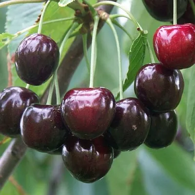 Черешня ЛЮБИМИЦА АСТАХОВА  Черешня ЛЮБИМИЦА АСТАХОВА в Видном