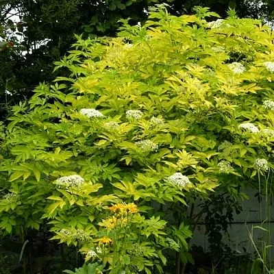 Бузина черная АУРЕА в Видном