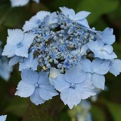 Гортензия БЛЮ ДЕКЛ пильчатая в Видном