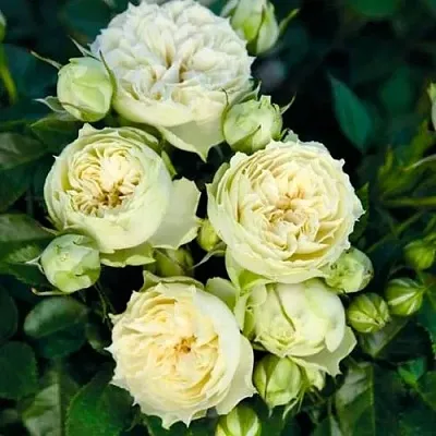 Саженцы роз БЛАНШЕТТ спрей  Саженцы роз БЛАНШЕТТ спрей в Видном