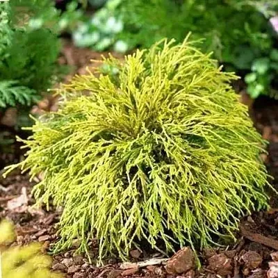 Кипарисовик ВАВЕЛ горохоплодный  Кипарисовик ВАВЕЛ горохоплодный в Видном