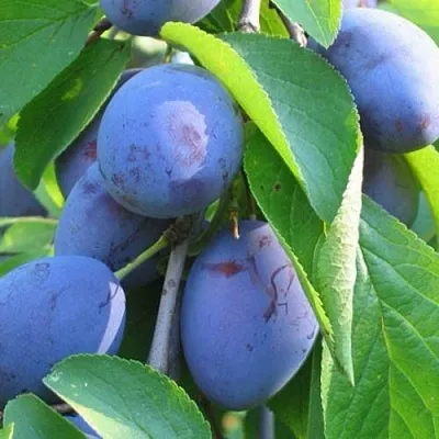 Слива ПЕРДРИГОН  Слива ПЕРДРИГОН в Видном